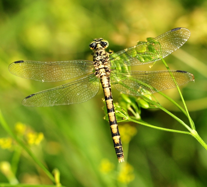 Onychogomphus forcipatus